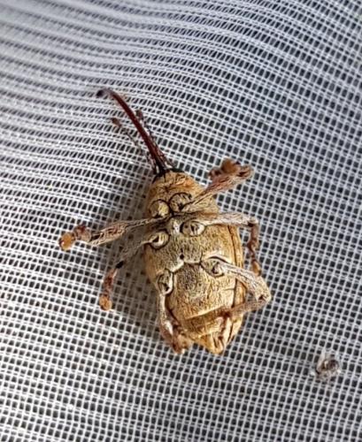 Réf. 237 938 : Curculio sp.